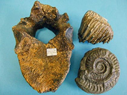 fossils